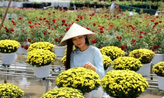 Nông dân chăm chút từng chậu hoa phục vụ thị trường Tết Nguyên đán 2026 