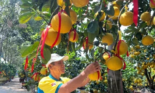 Bưởi Diễn từ phía Bắc đổ bộ về TPHCM, sản lượng giảm, giá tăng so với năm ngoái Ảnh: U.P 