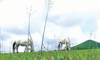 Bạch mã Quan Sơn trên thảo nguyên xanh Ảnh: Duy Chiến