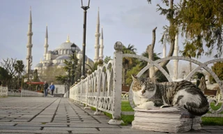 Thành phố Thổ Nhĩ Kỳ nơi loài mèo thống trị 