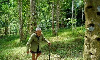 Khu rừng “tự nhiên” của ông Đinh Xuân Niệm
