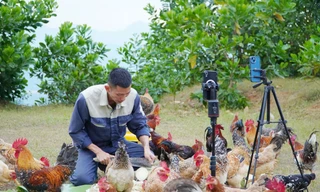 Đàn gà du mục của anh Nguyễn Văn Đức