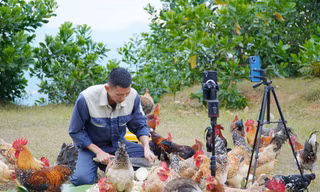 Đàn gà du mục của anh Nguyễn Văn Đức