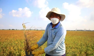 Ứng dụng KHCN để phát triển bền vững Đồng bằng sông Cửu Long 