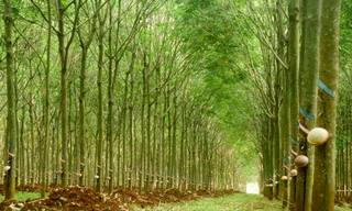 Tập đoàn công nghiệp cao su Việt Nam đẩy mạnh đầu tư VÀO “KHU CÔNG NGHIỆP XANH - ĐIỆN SẠCH”