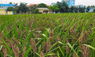 Tiên phong Nông nghiệp xanh - Nâng tầm giá trị nông sản Thủ đô