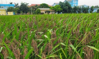 Tiên phong Nông nghiệp xanh - Nâng tầm giá trị nông sản Thủ đô