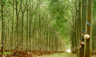 Tập đoàn công nghiệp cao su Việt Nam đẩy mạnh đầu tư VÀO “KHU CÔNG NGHIỆP XANH - ĐIỆN SẠCH”