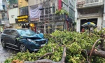 Nguy cơ cây đổ do mưa bão, người trẻ cần lưu ý gì khi tham gia giao thông?