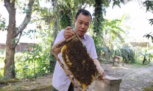 Ông lão và phép màu ‘bắt’ ong làm mật giữa mùa đông 