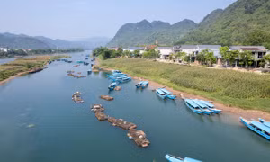Cá trắm sông Son: 'Đặc sản' nuôi lớn miền di sản Phong Nha 