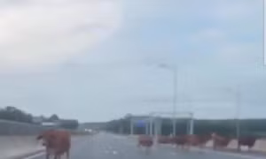 Đàn bò bất ngờ lạc vào cao tốc Vạn Ninh - Cam Lộ, đe dọa an toàn giao thông 