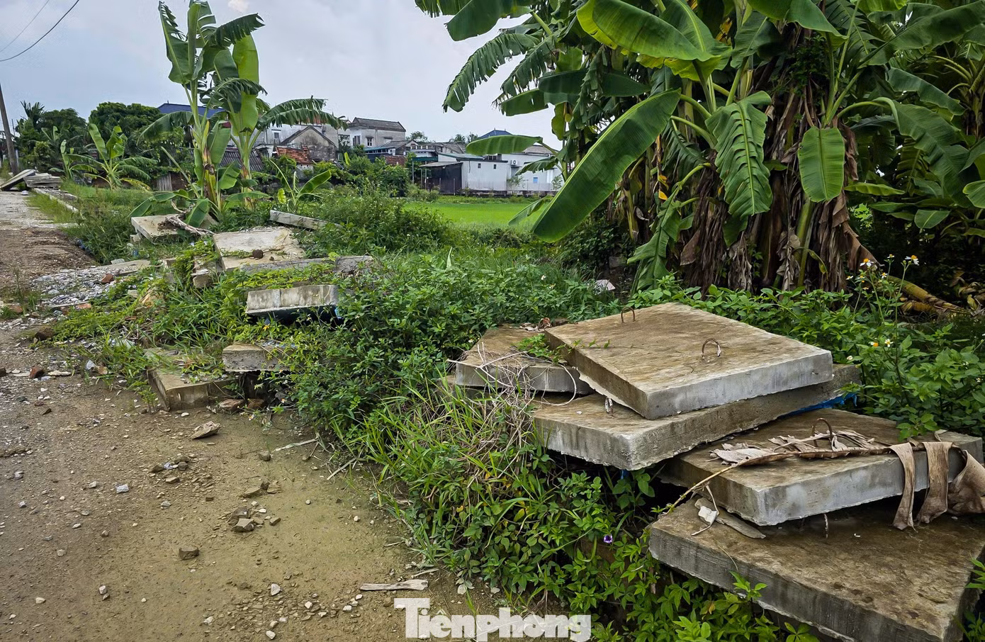 tp-c_duong-nb-31.jpg