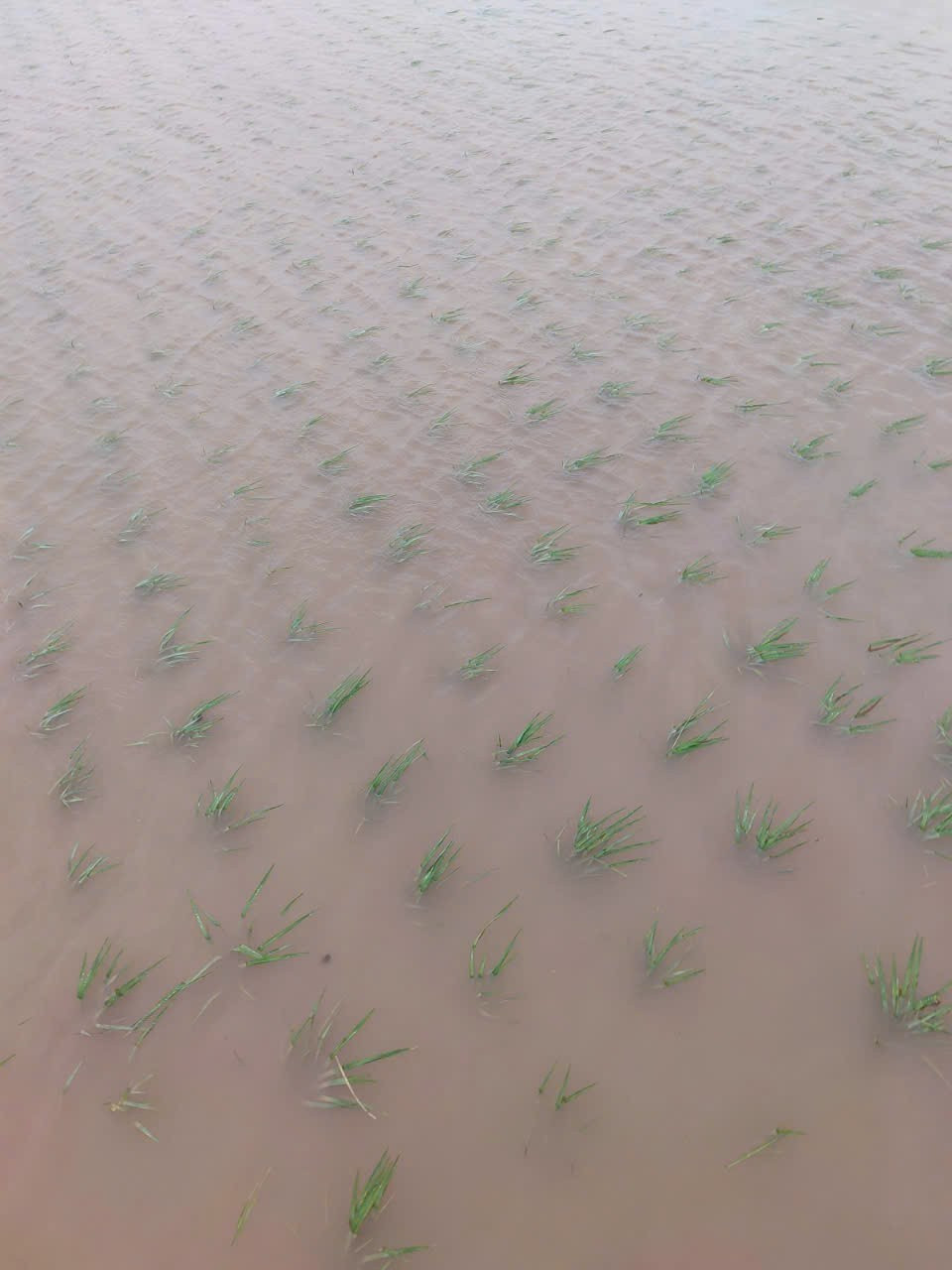 Hình ảnh chiến sĩ Công an Ninh Bình cùng dân vượt mưa bão ảnh 15