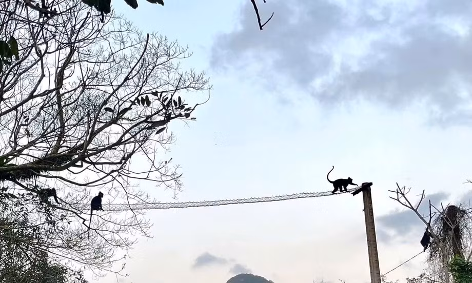 ‘Bắc cầu’ cho voọc và hành trình giữ rừng của những người ‘vác tù và’ 