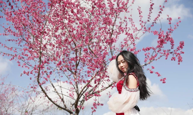 Hoa anh đào Mường Phăng bung nở rực rỡ 