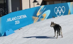 Hài hước tại Thế vận hội mùa Đông: Đang thi đấu thì bị chó đuổi