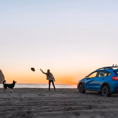 Nên chọn phương tiện di chuyển ra sao khi đi du lịch cùng thú cưng?