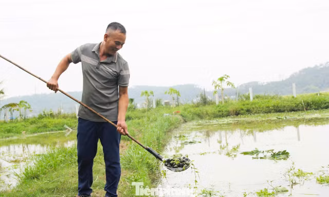Giúp người dân thoát nghèo từ những con ốc