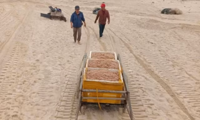Ruốc biển dạt bờ, ngư dân Quảng Trị bội thu 