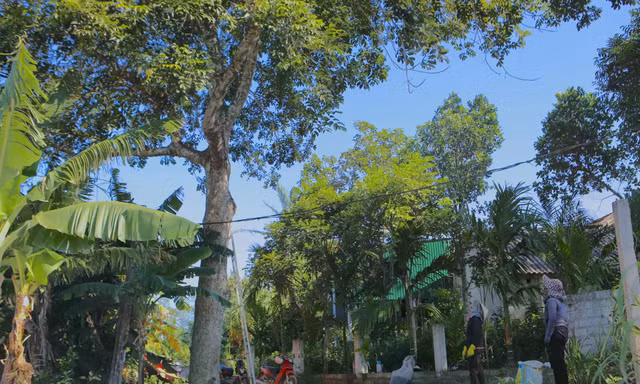 Đặc sản Hà Tĩnh mất mùa 