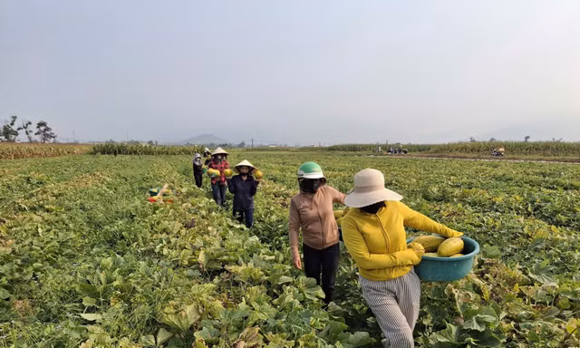 Góp sức ‘giải cứu’ 10 tấn dưa giúp người phụ nữ không may gặp tai nạn