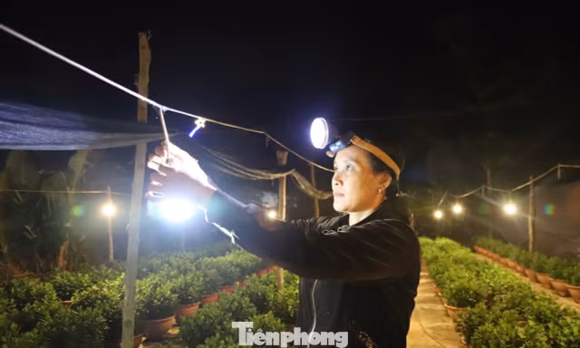 Người dân thắp đèn xuyên đêm ‘thúc’ hoa Tết 