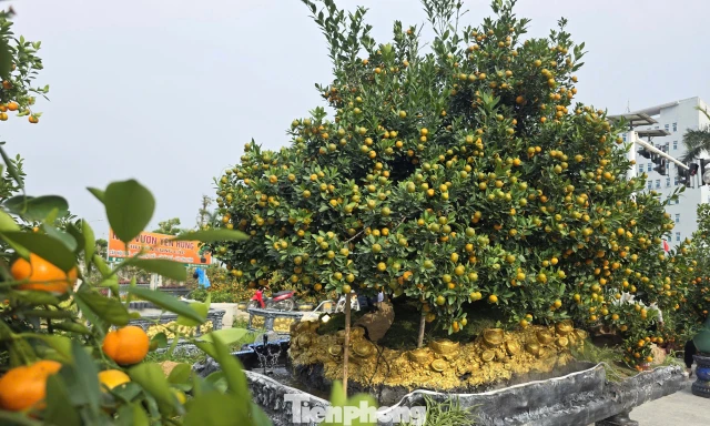 Độc lạ quất đảo vàng, đào chiếc ô