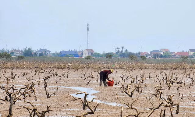 'Bức tường xanh' ở Hà Tĩnh chết khô