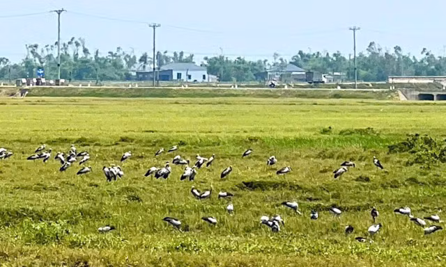 Đàn chim lạ hàng trăm con xuất hiện ở Hà Tĩnh
