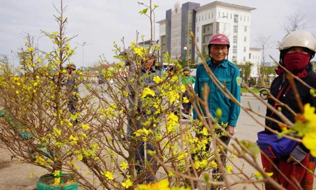 29 Tết: Tiểu thương xả hàng kịch sàn, nhiều người đổ xô 'chốt' cây