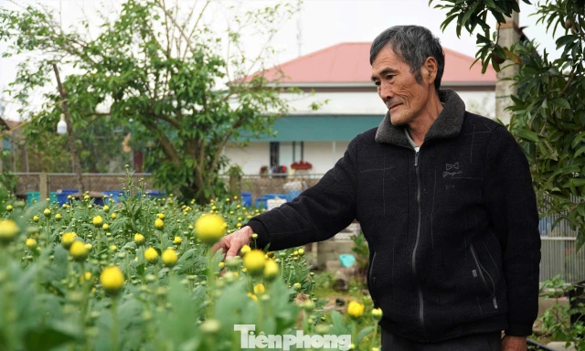 Trồng hoa Tết trên đất cát, sau 3 tháng lão nông thu gần 100 triệu đồng