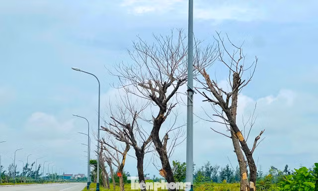 Hai dự án gần 9 tỷ đồng chưa bàn giao, nhiều cây xanh đã chết: Chủ đầu tư nói gì?