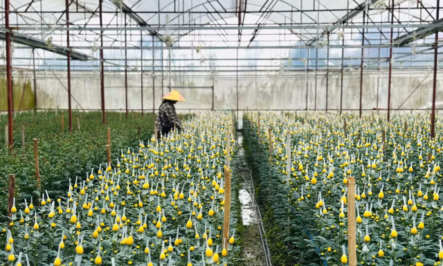 Làng trồng hoa lớn nhất Hà Tĩnh chạy nước rút ngày cận Tết