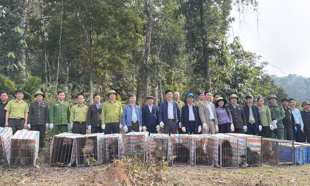 Thả 23 con khỉ quý hiếm về môi trường tự nhiên