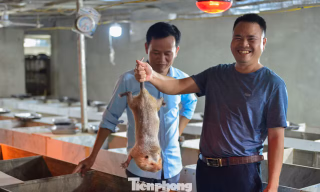 Kỹ sư cầu đường về quê làm giàu từ nuôi dúi, thu nhập tiền tỉ