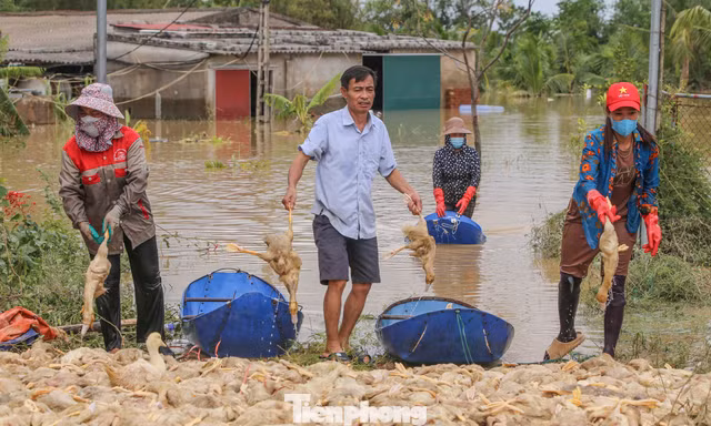 Lão nông trắng tay khi đàn vịt hàng vạn con bị lũ nhấn chìm