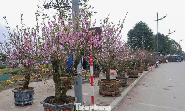 Đào, mai bung nở rộ sớm, tiểu thương ‘cắn răng’ chặt bỏ cành
