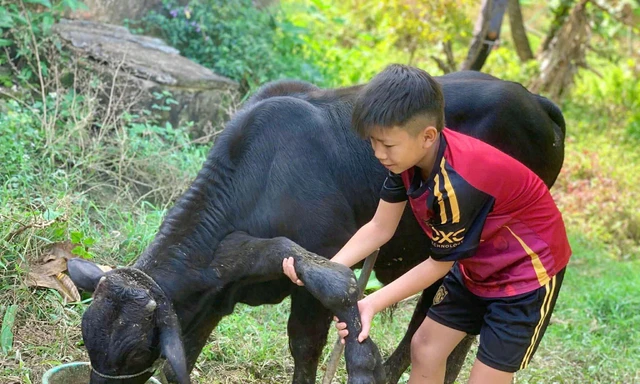 Độc lạ con bò đực có 6 chân ở Thanh Hóa