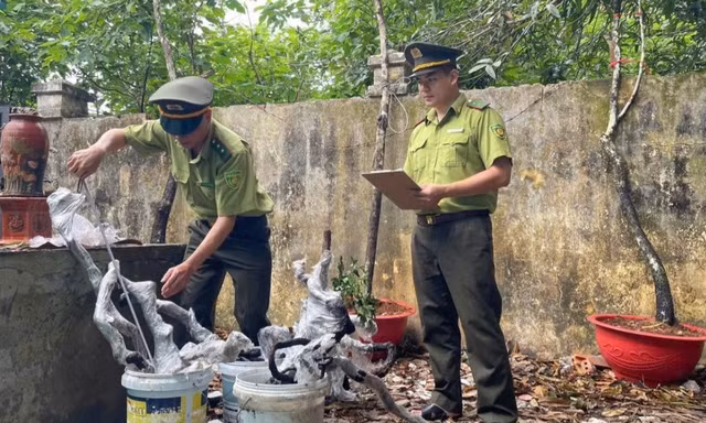 'Cơn sốt' muội hồng làm tăng việc khai thác, mua bán trái phép