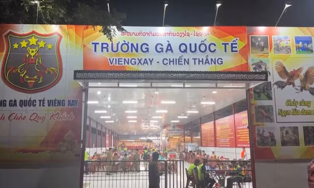 Triệt phá đường dây đá gà xuyên quốc gia, giao dịch hơn 1.200 tỷ đồng trong gần 1 tháng