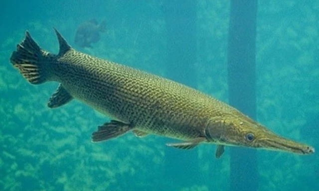 Tin mới về vụ 10 người bị ngộ độc do ăn trứng cá cảnh