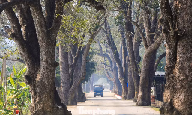 Tận thấy hàng cây di sản trăm năm tuổi ở xứ Thanh
