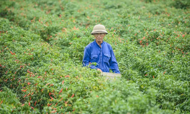 Giá ớt bất ngờ lao dốc mạnh 