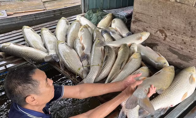 Lồng nuôi cá trắm của gia đình ông Tưởng bị chết hàng loạt, gây thiệt hại lớn.