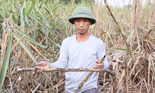 Chuột tàn phá hàng trăm ha mía, người dân lo mất trắng