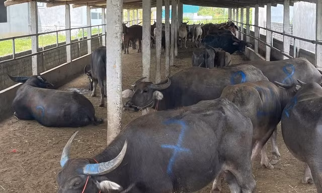 Phát hiện xe tải chở hàng chục con trâu, bò không rõ nguồn gốc
