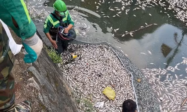 Giăng lưới vớt cá chết nổi trắng trên kênh hào thành cổ Vinh