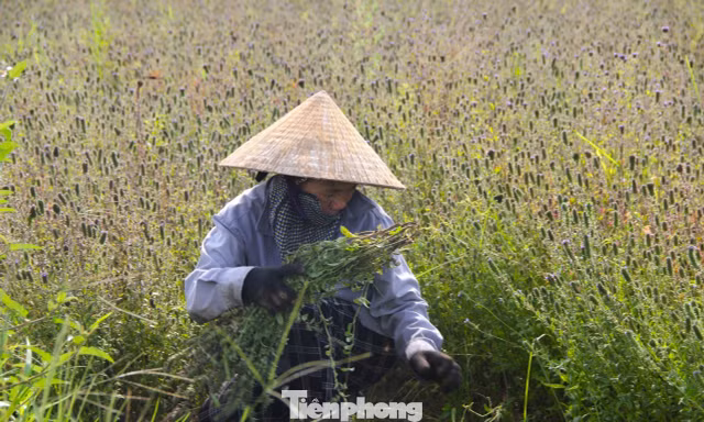 Loài cây giúp nông dân ở Nghệ An thoát nghèo