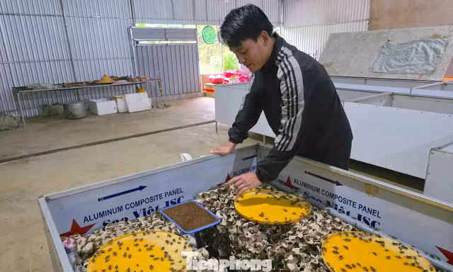 Thanh niên rời phố về bản, tạo sinh kế mới từ con dế